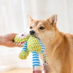 Patchwork Plush Dog Chew Toy, Training & Teeth-Cleaning Toy for Small & Medium Dogs and Cats - Image 3
